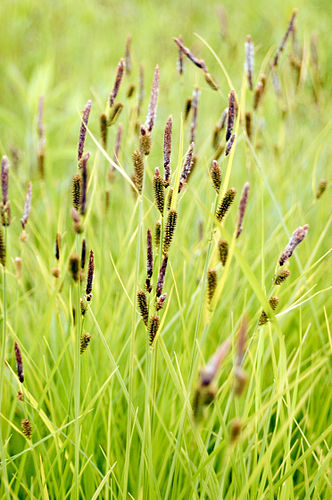 Carex stricta